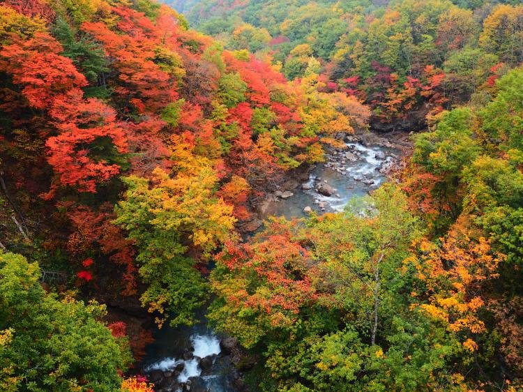 🏞️ 숲의 큰 다리(모리노오하시) 이미지 1